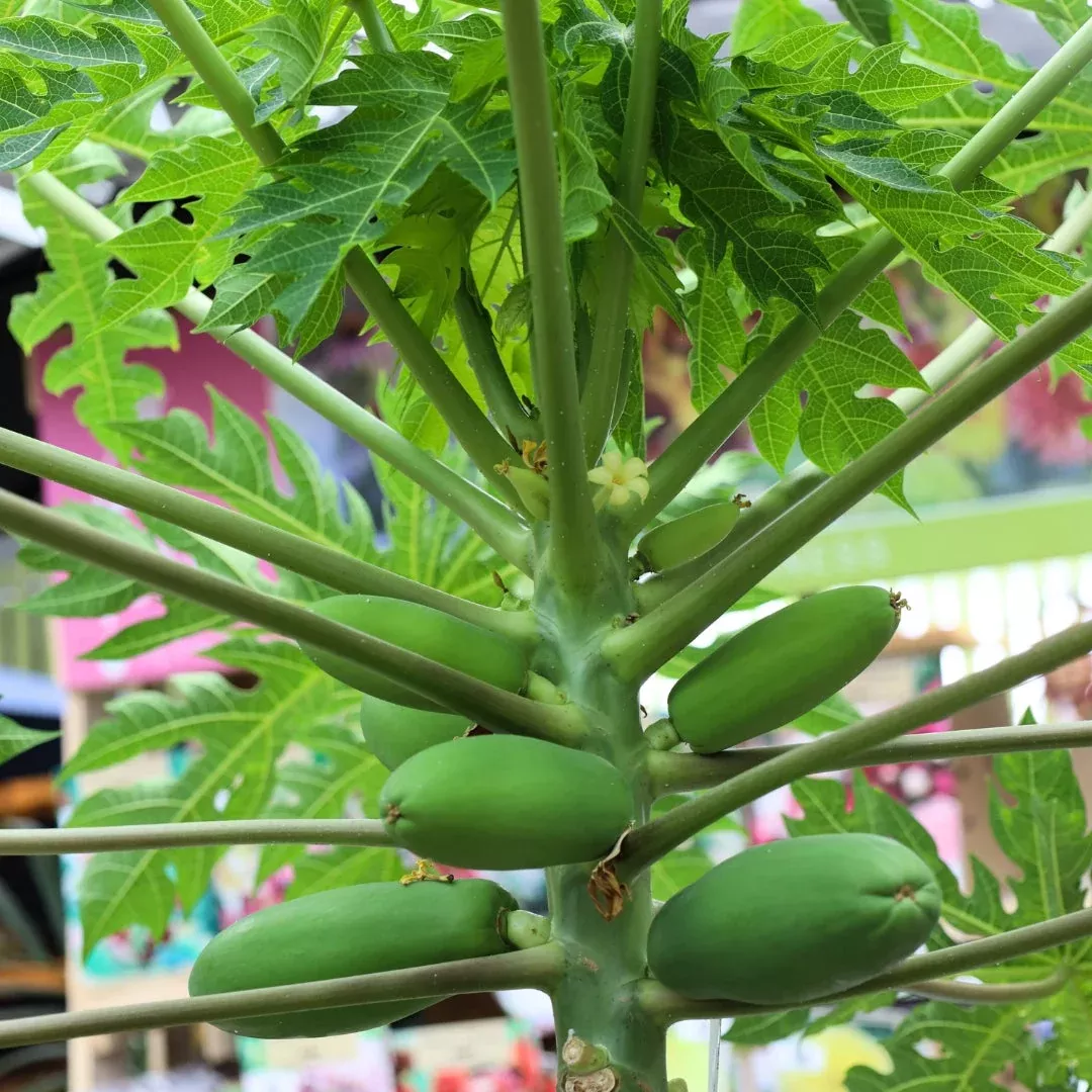 Papaya Fruit Tree
