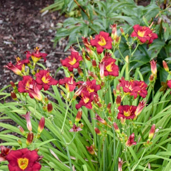 Pardon Me Daylily