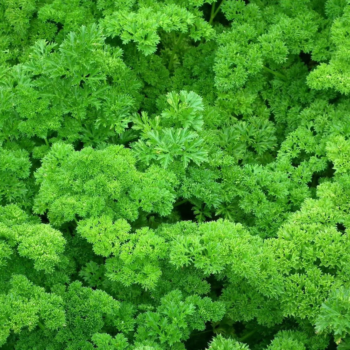 Parsley Seeds - Forest Green