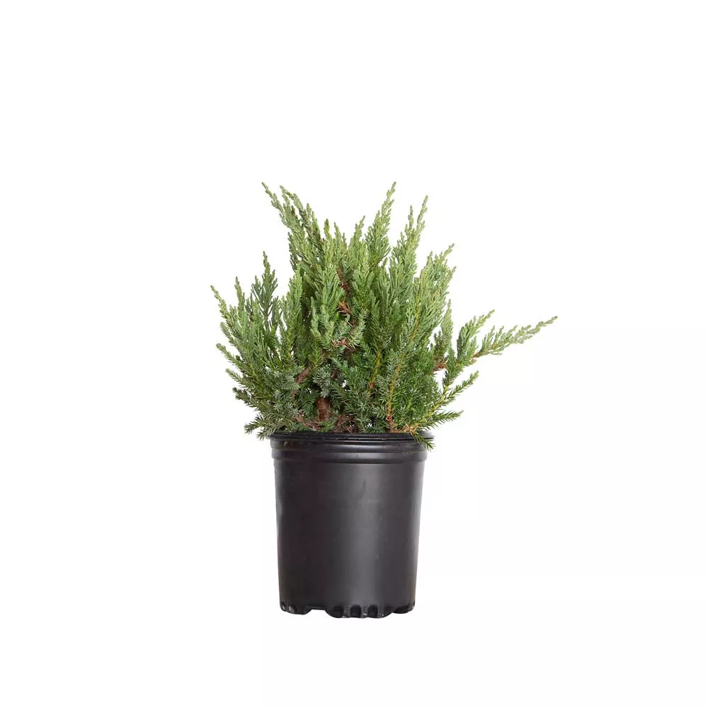 Parsoni Juniper
