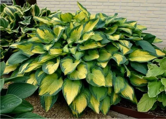Paul's Glory Hosta