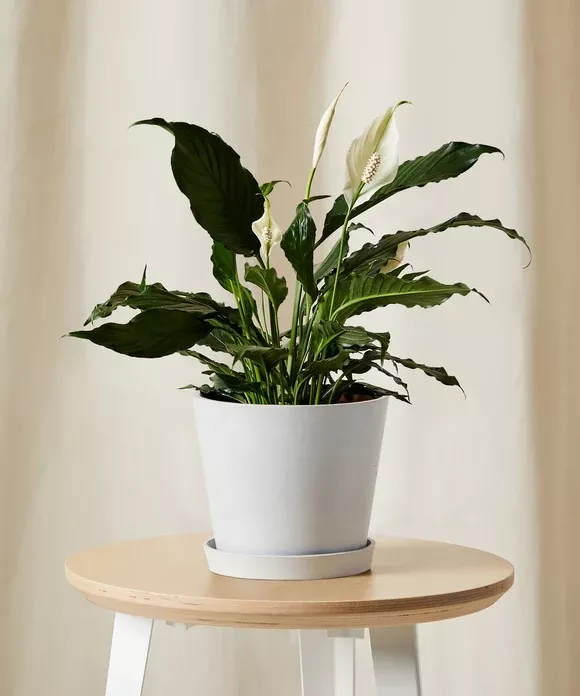 Peace Lily