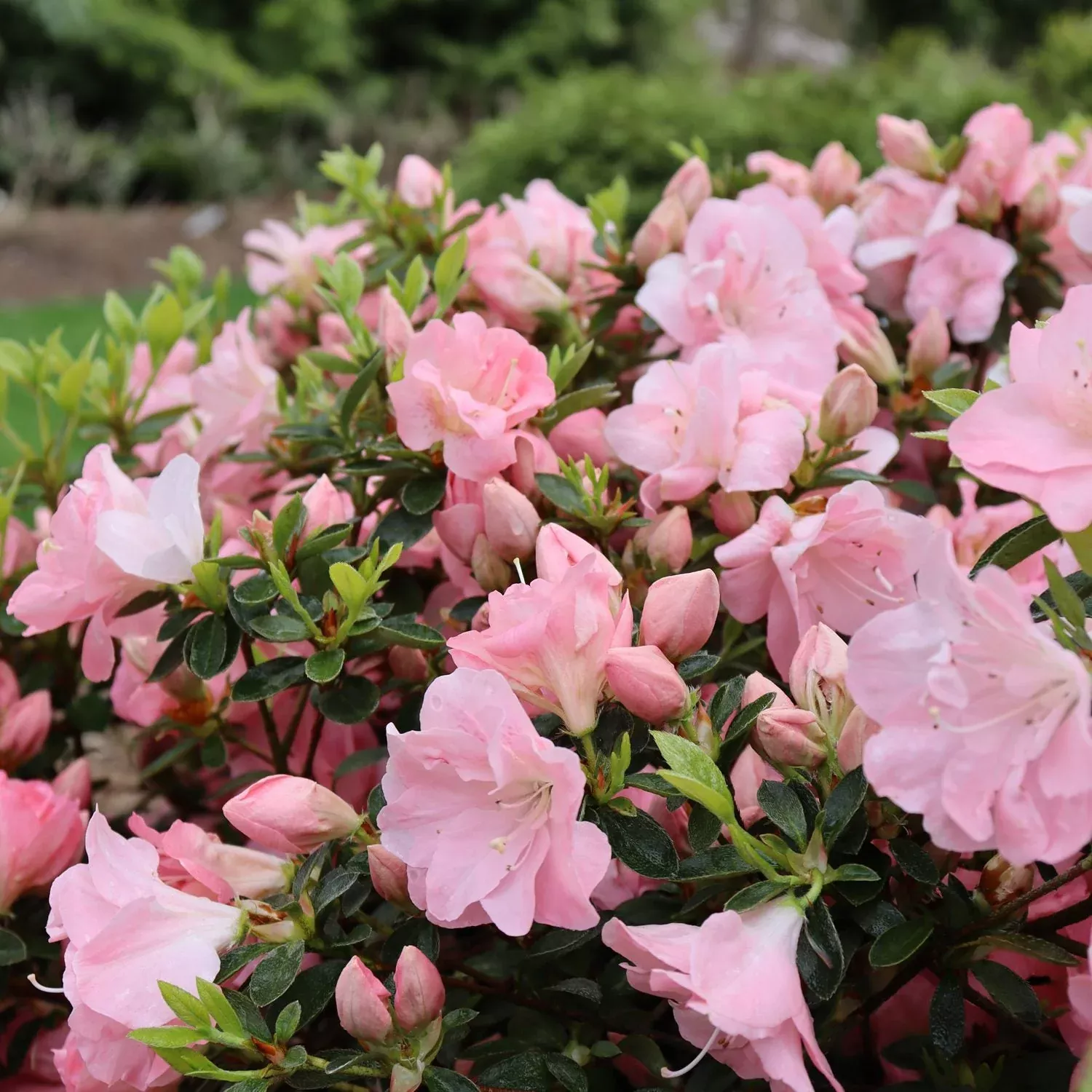 Perfecto Mundo Pink Carpet Azalea (Rhododendron)