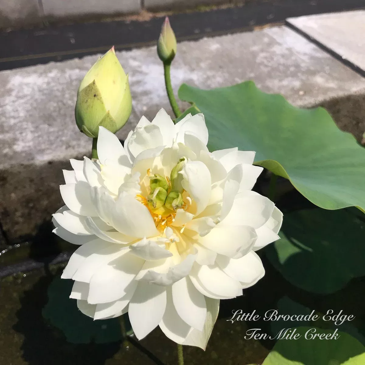 Petite Brocade Edge - Pure White