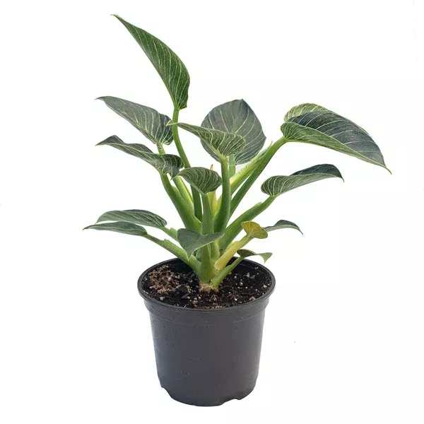 Philodendron Birkin 6"