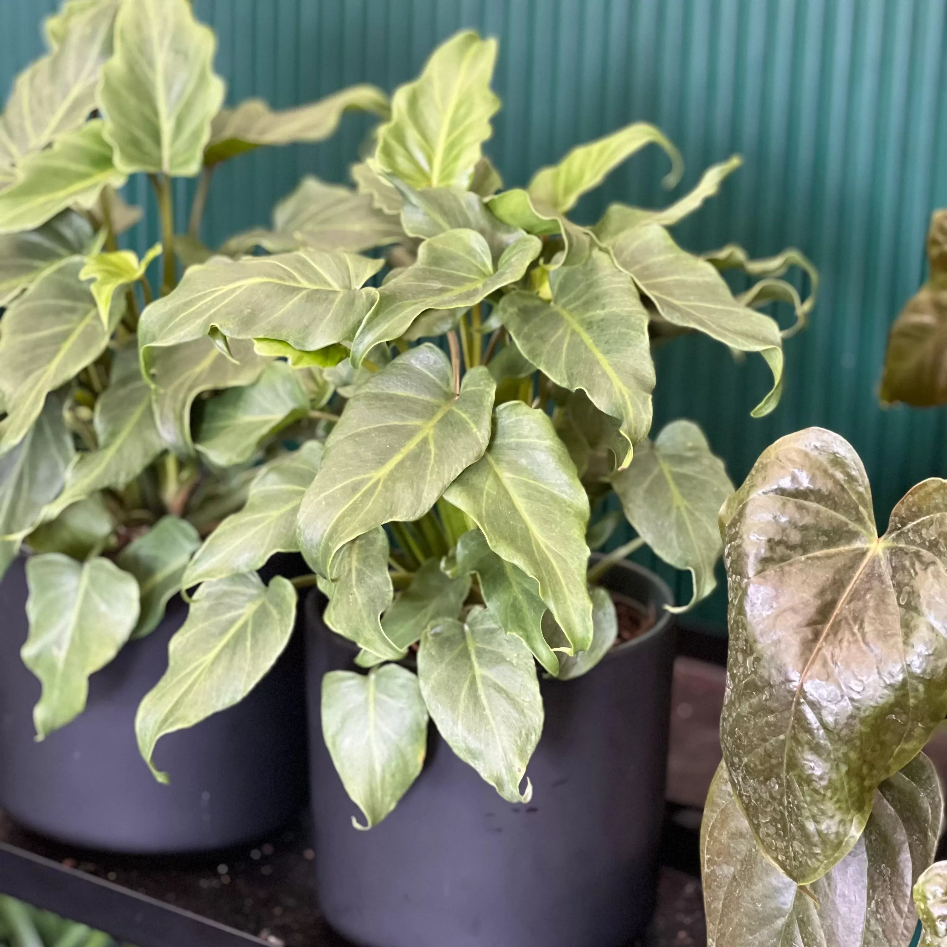 Philodendron Deja Vu