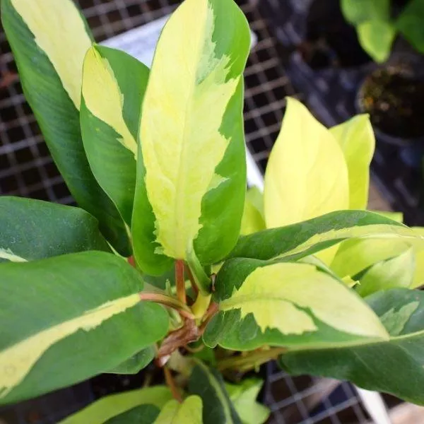 Philodendron Thai Sunrise