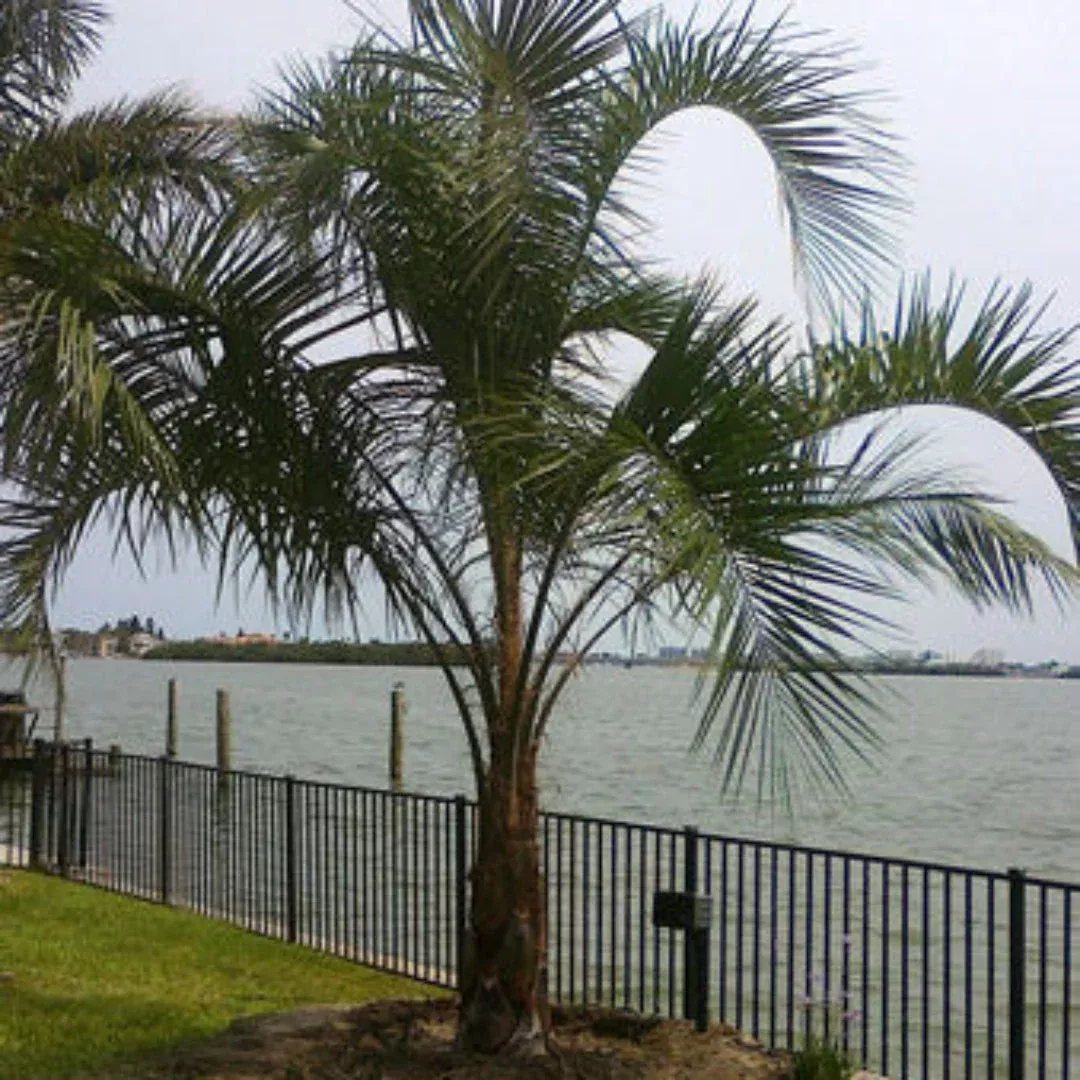 Pindo Palm | Pixies Gardens