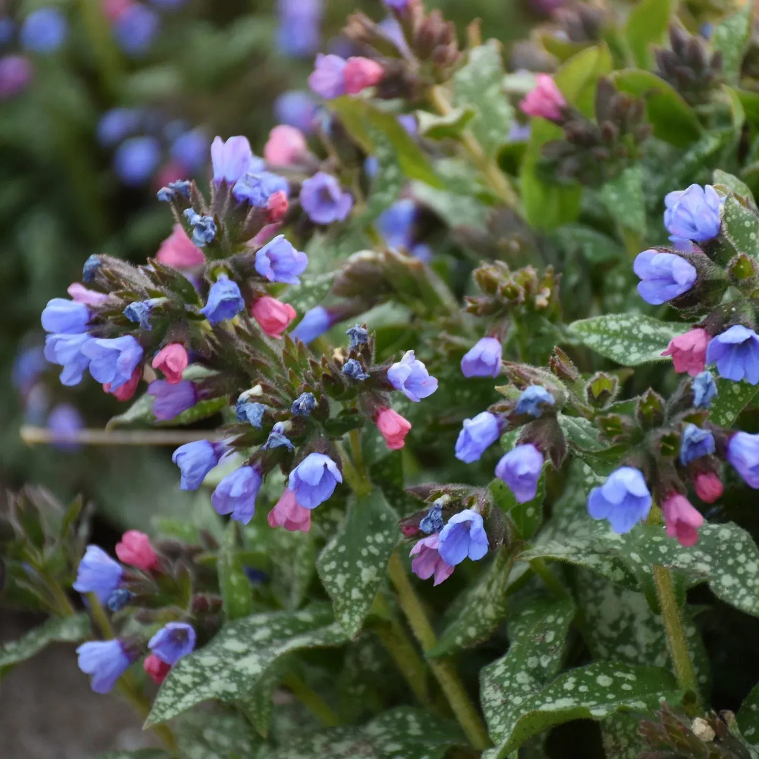 'Pink-a-Blue' Lungwort (Pulmonaria)