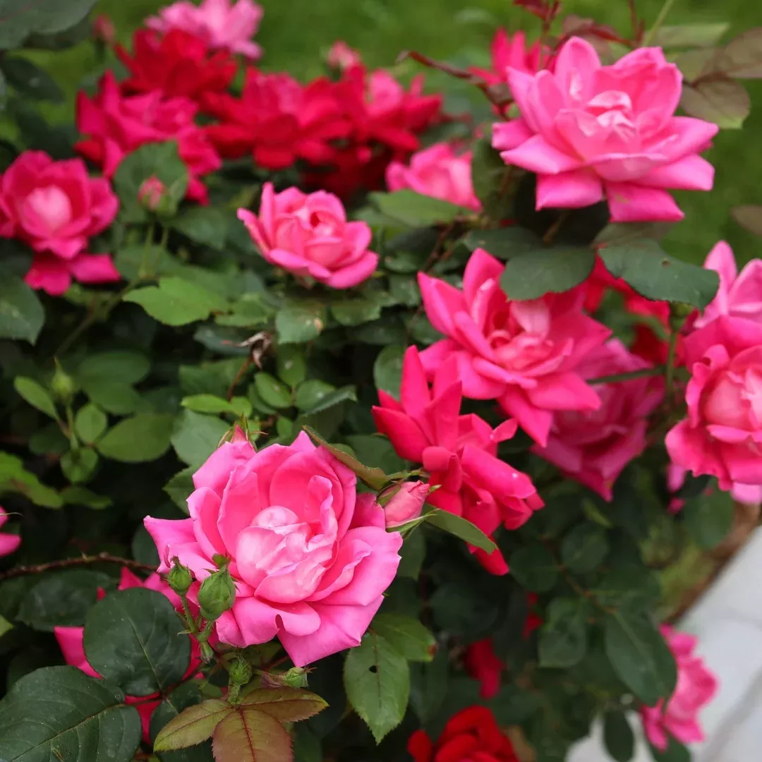 Pink Double Knock Out Rose