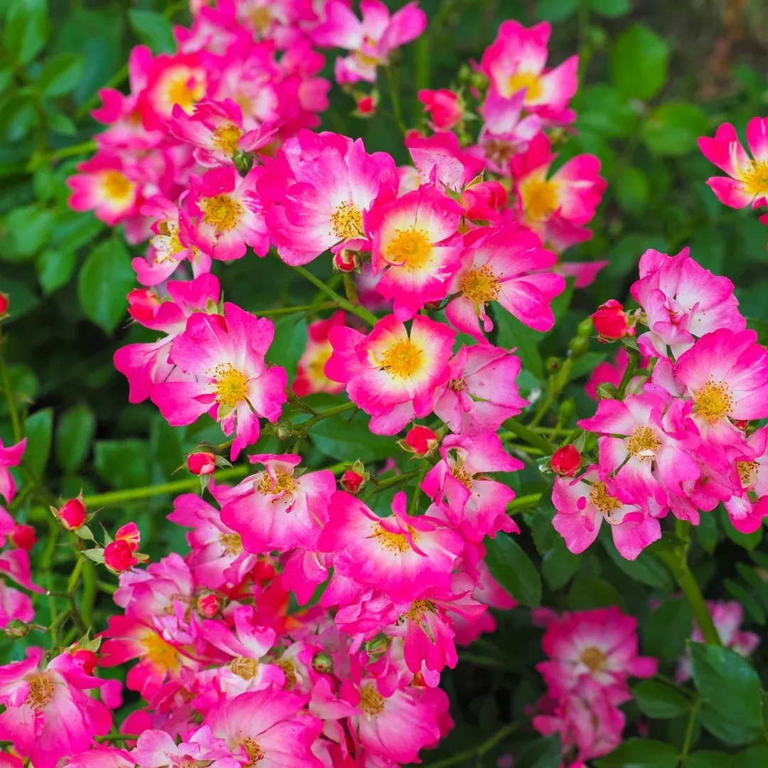 Pink Drift Rose
