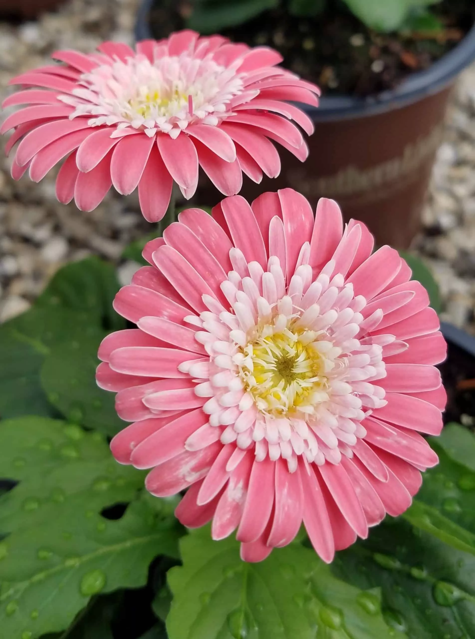 Pink Garden Jewels™ Gerbera Daisy