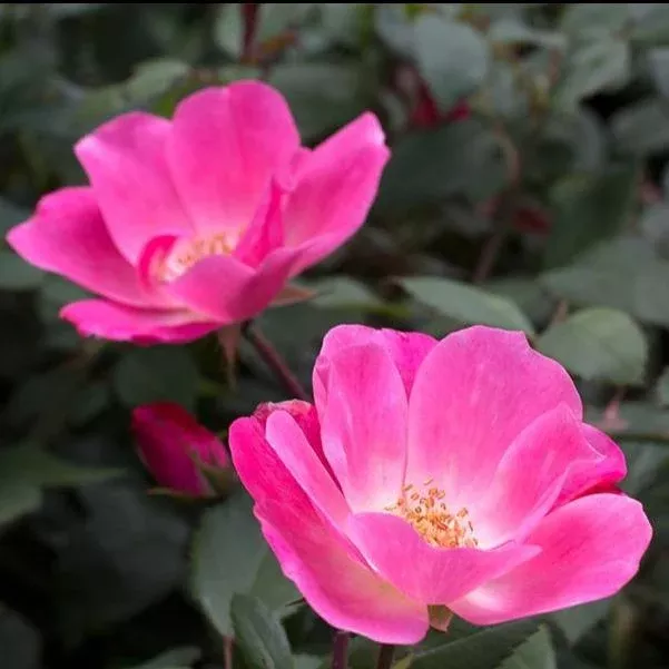 Pink Knock Out Rose
