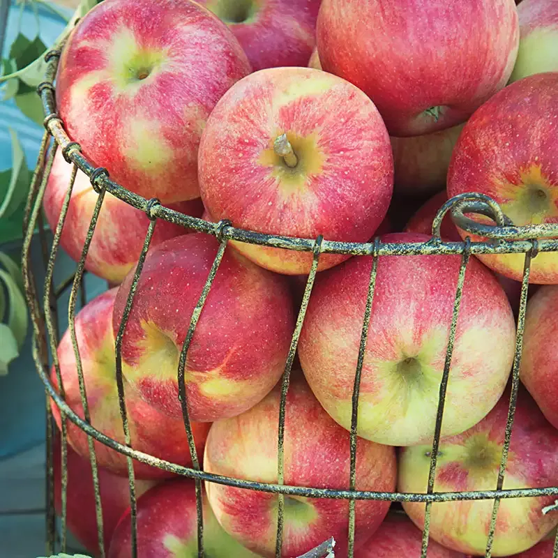 Pink Lady Apple Tree