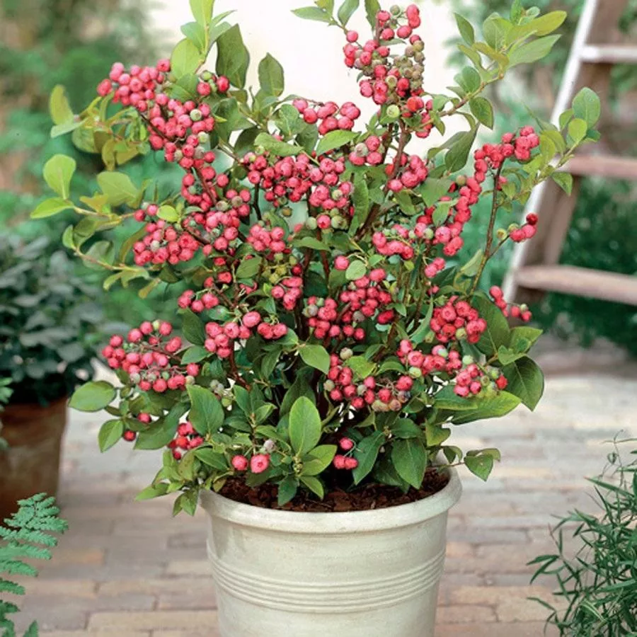 Pink Lemonade Blueberry Bushes