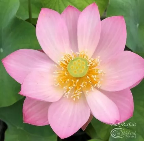 Pink Parfait - Perfect Shape!