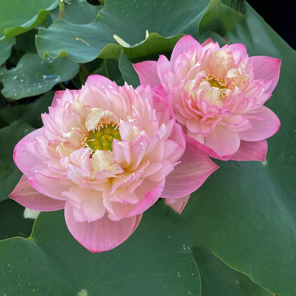 Pink Peach - One of Laura's Favorites!