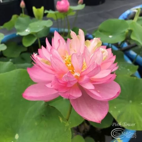 Pink Tower - A Favorite!