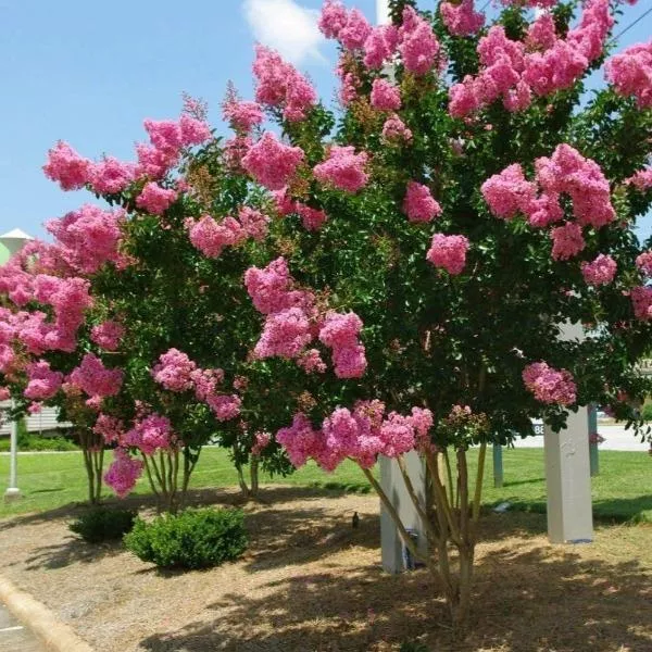 Pink Velour Crape Myrtle