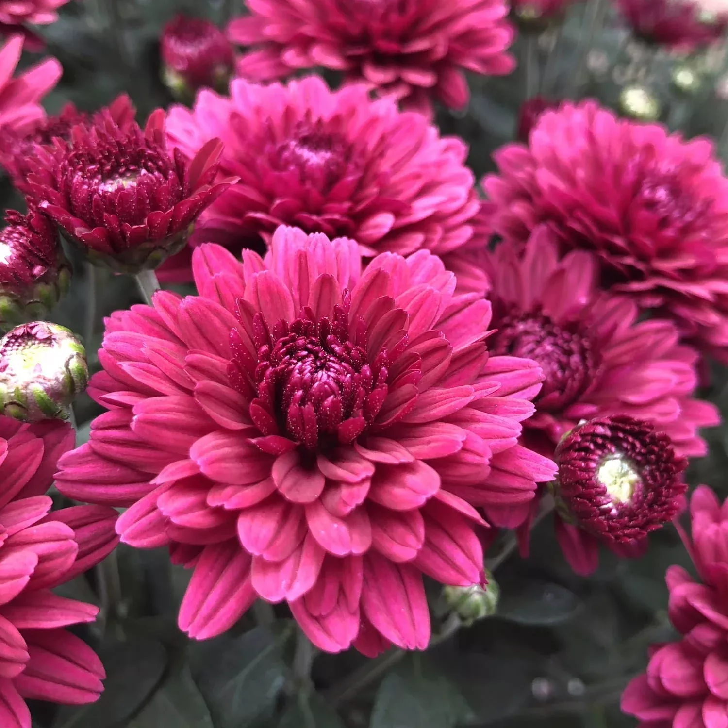 Plumberry' Garden Mum (Chrysanthemum)