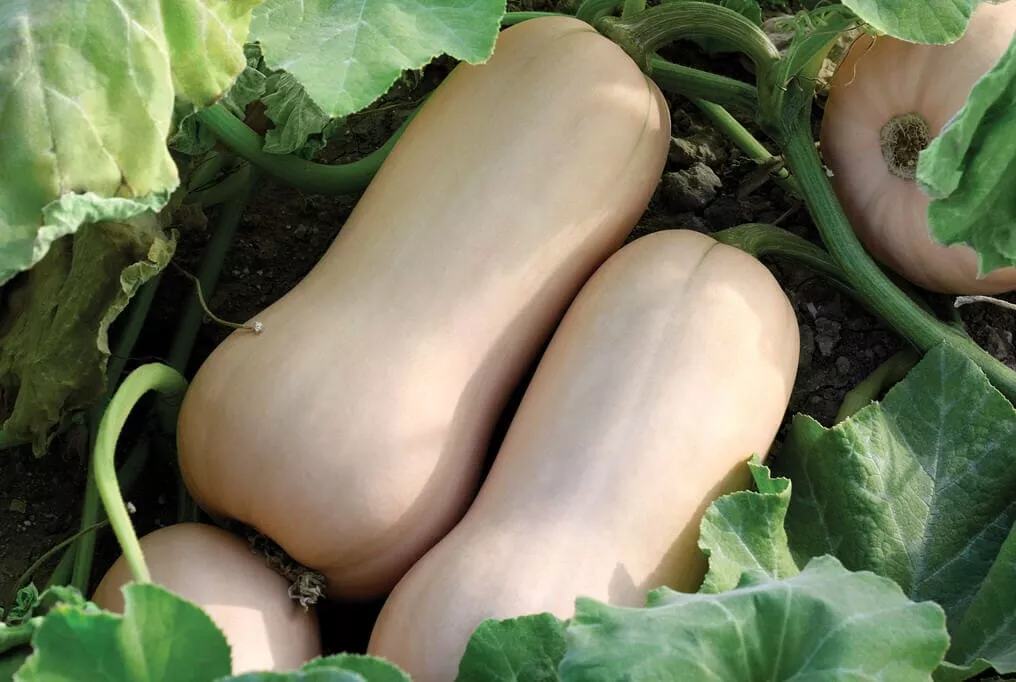 Polaris Butternut Squash F1