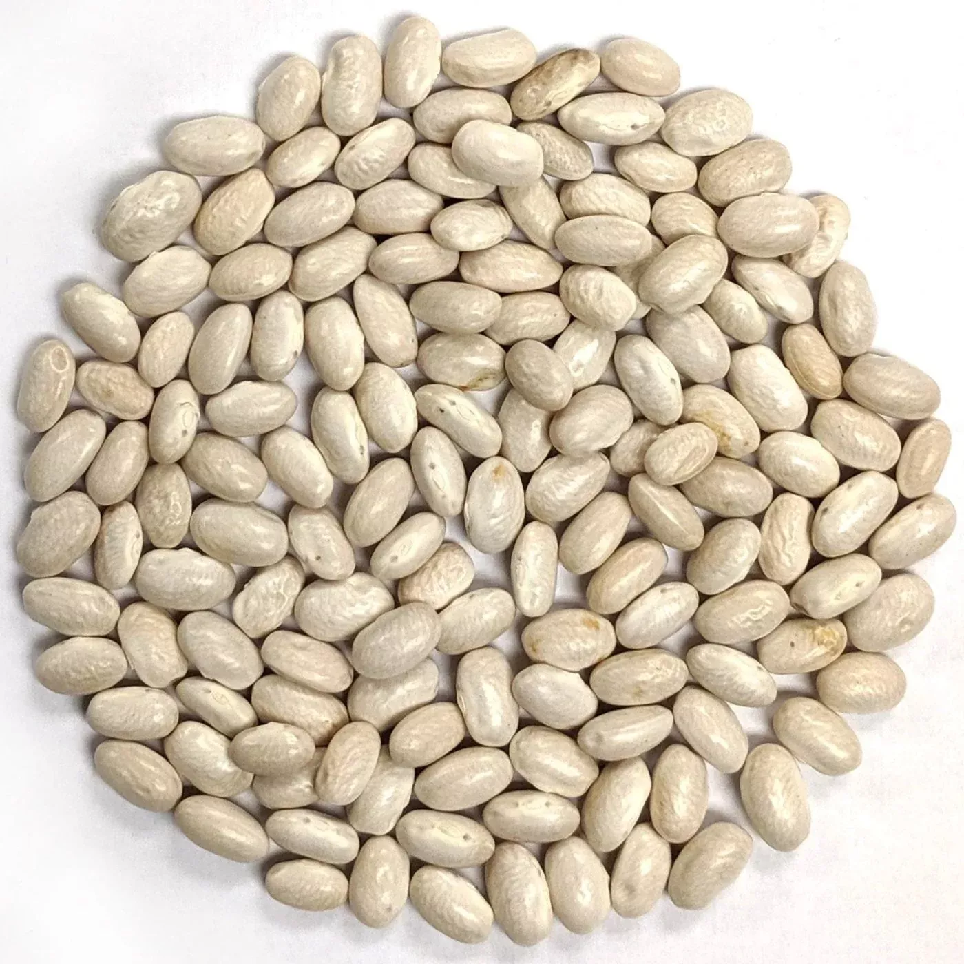 Pole Bean Seeds - Fatman