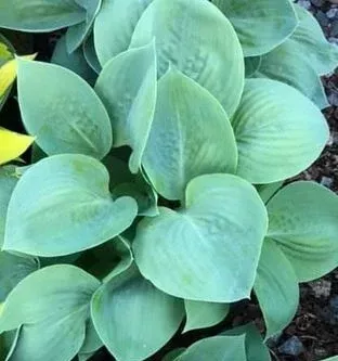 Prairie Sky Hosta