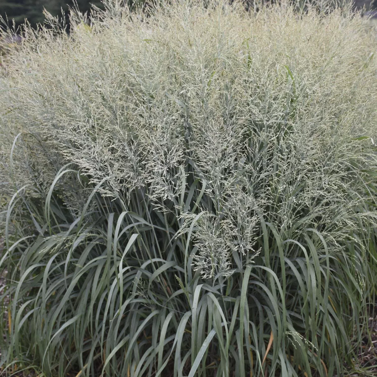 Prairie Winds 'Niagara Falls' Switch Grass (Panicum)