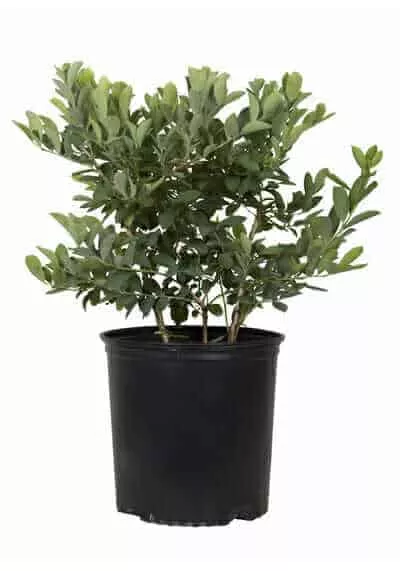 Premier Blueberry Bush