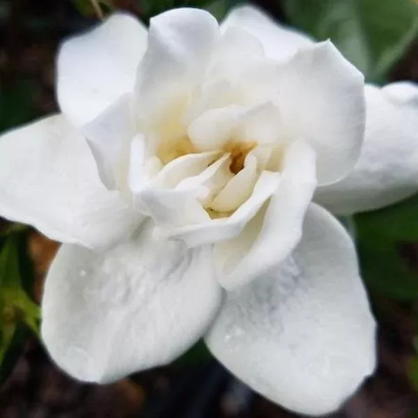 Prince Charles Gardenia