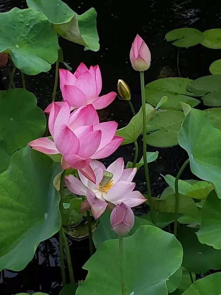 Princess Harper of Ten Mile Creek - Amazing Flowers!