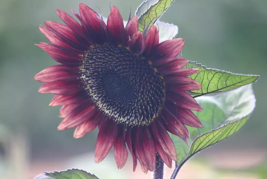 ProCut Red Sunflower