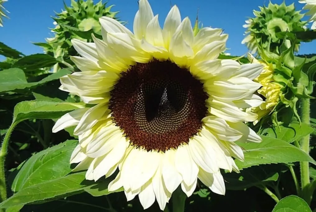 ProCut White Nite Sunflower