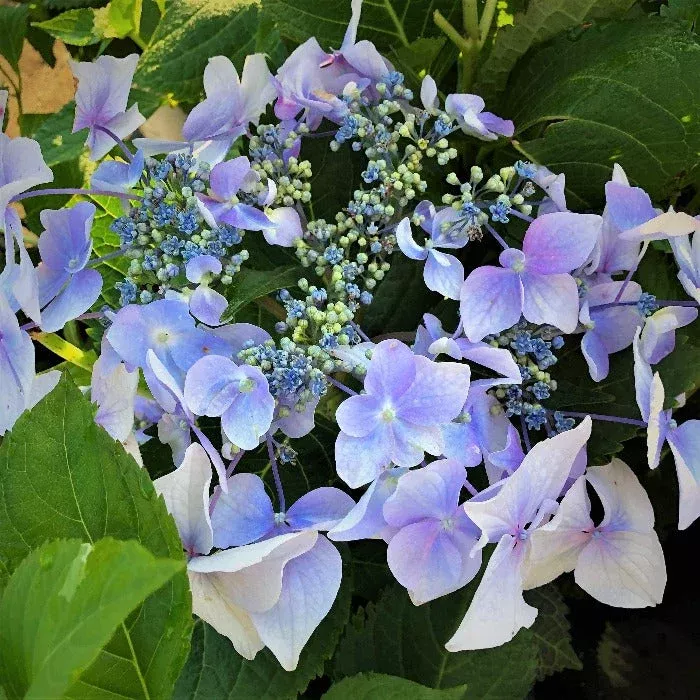 Proven Winners Color Choice Let's Dance Diva! Hydrangea