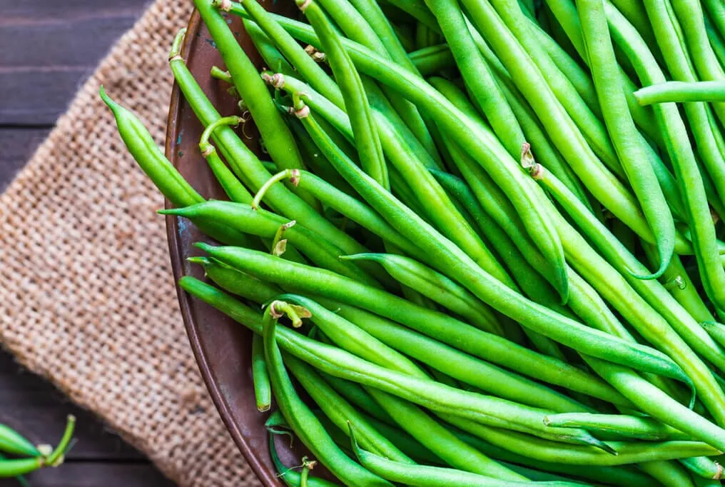 Provider Bush Bean