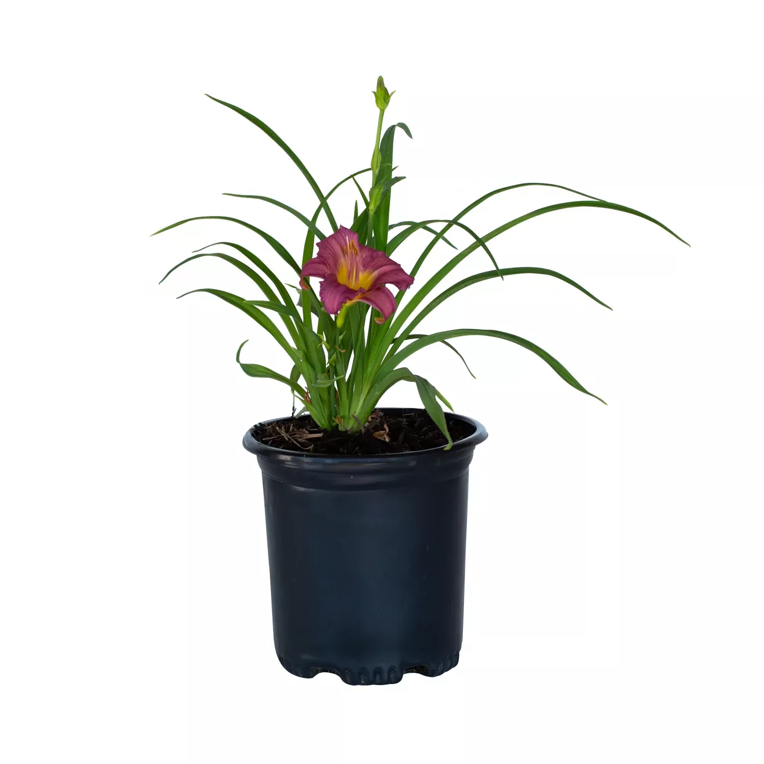 Purple D'Oro Daylily
