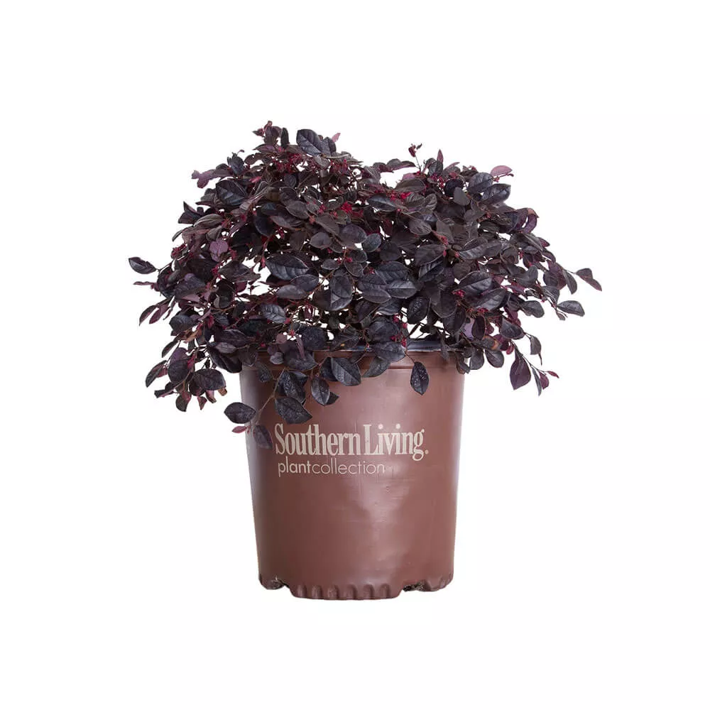 Purple Diamond Compact Loropetalum
