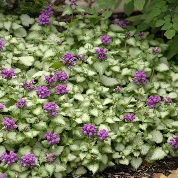 Purple Dragon Lamium