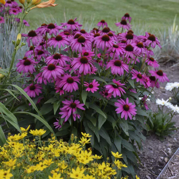 'Purple Emperor' Coneflower