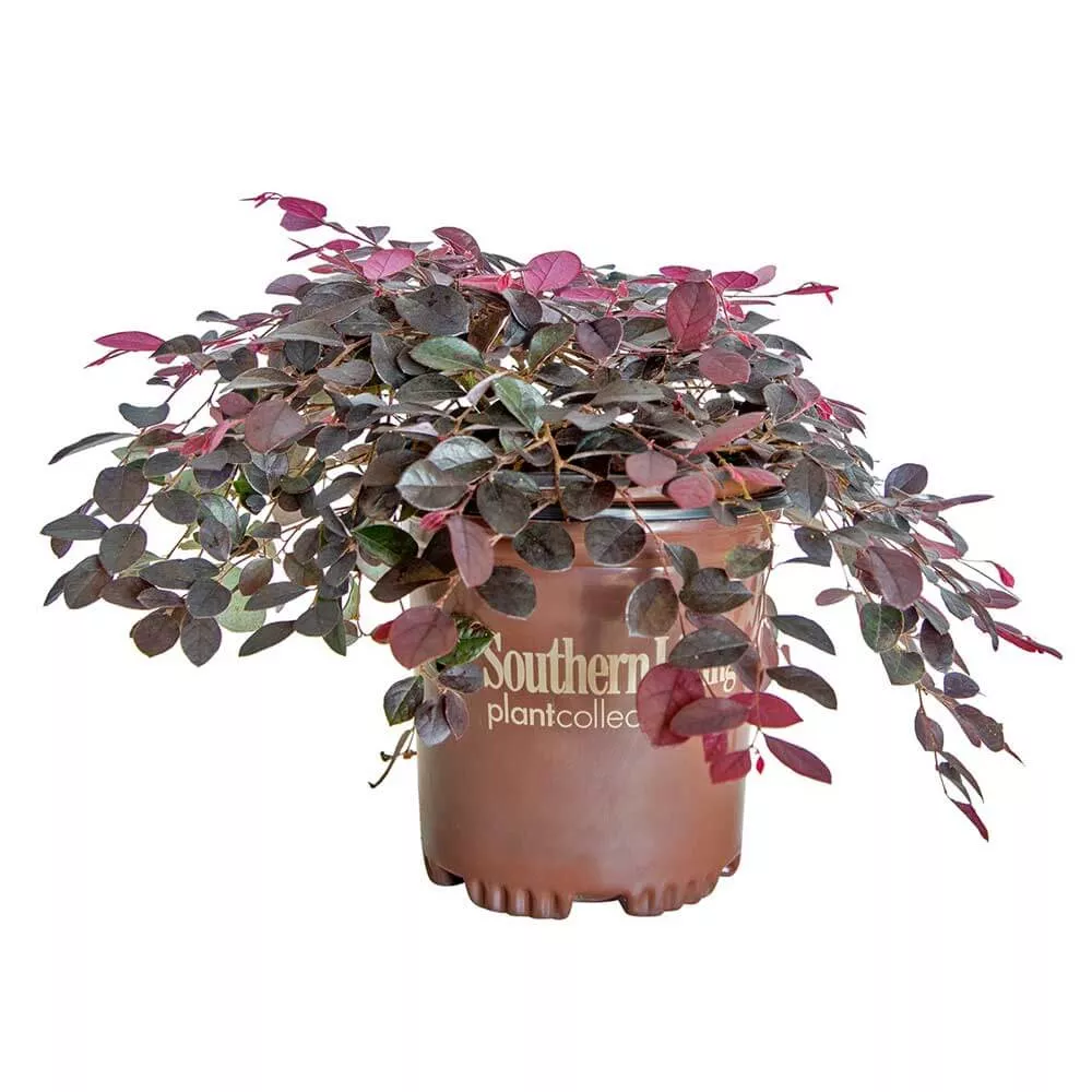 Purple Pixie Dwarf Weeping Loropetalum