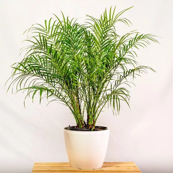 Pygmy Date Palm