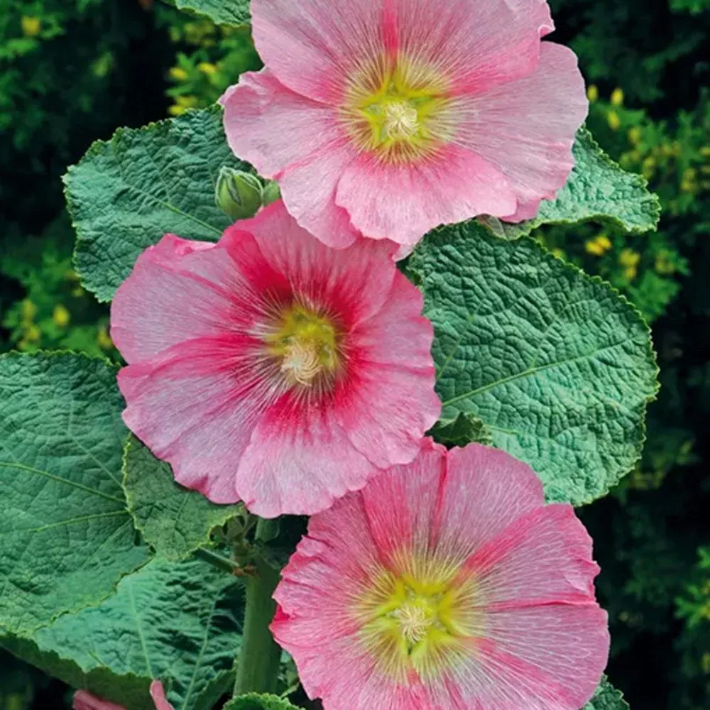 'Radiant Rose' Hollyhock (Alcea)