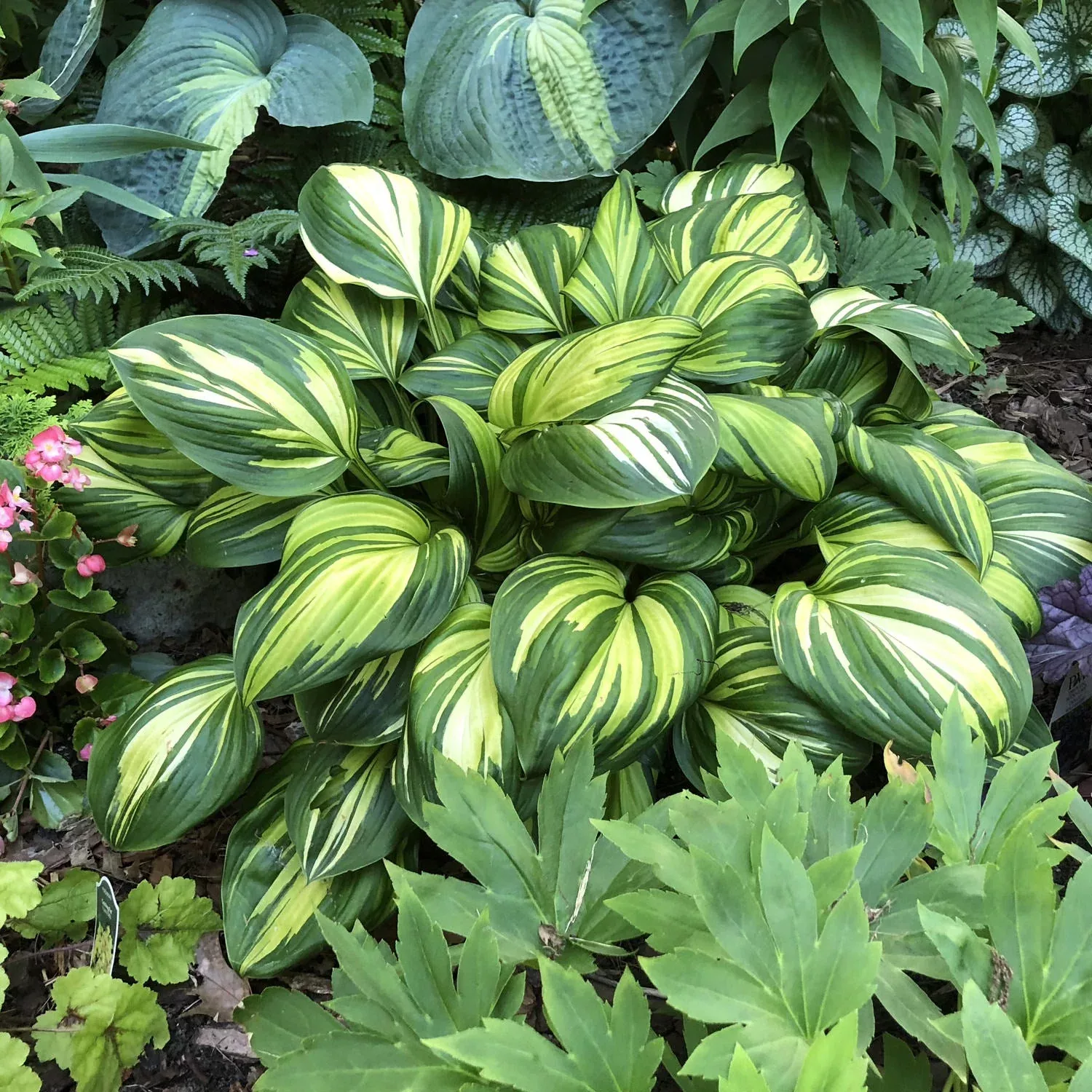 Rainbow's End Hosta