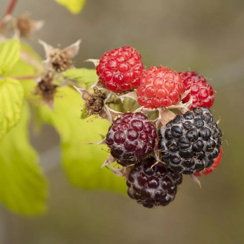 Raspberry - Black Munger