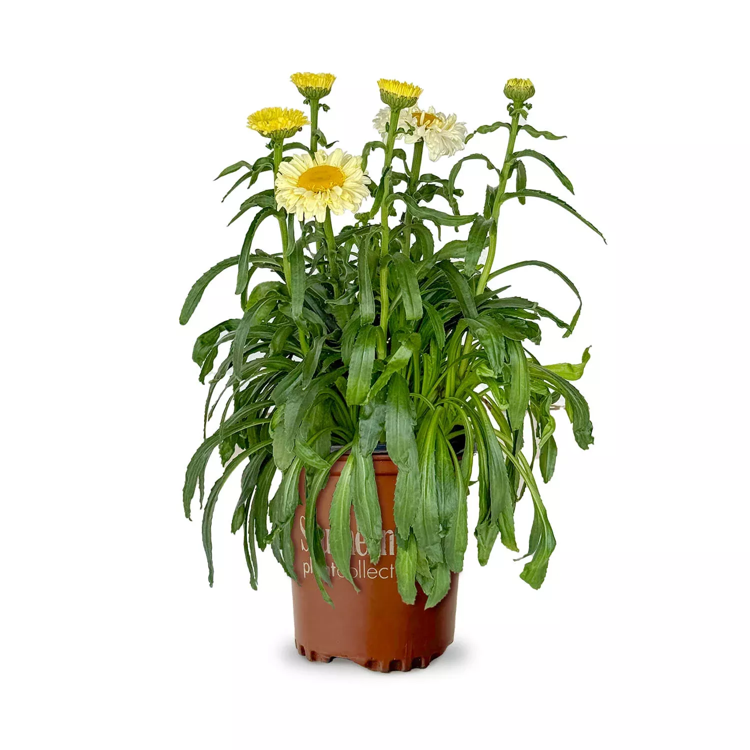 Real Charmer Leucanthemum