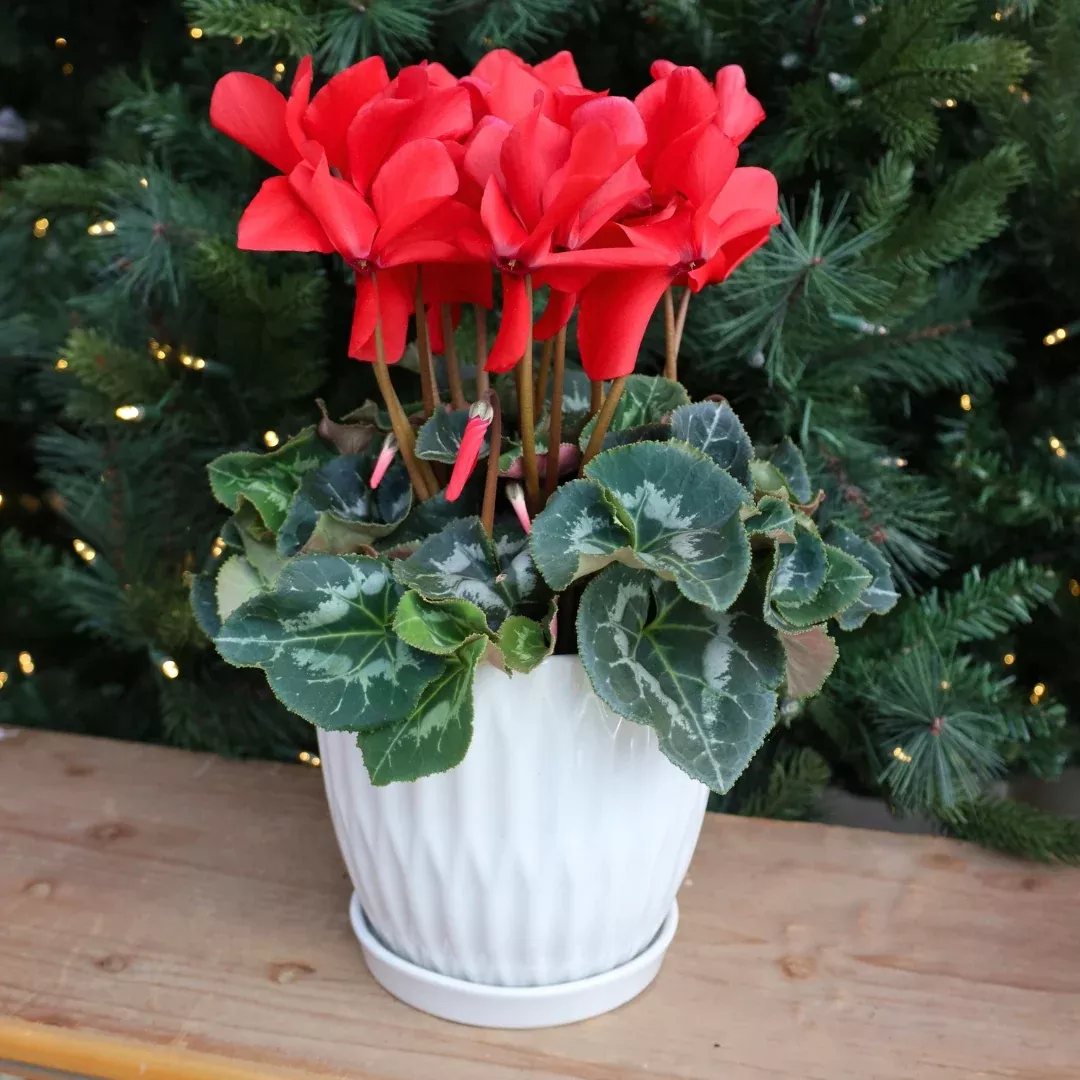 Red Cyclamen
