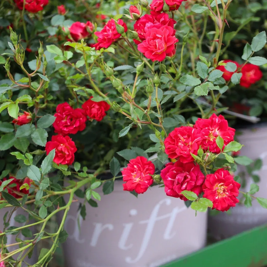 Red Drift Rose