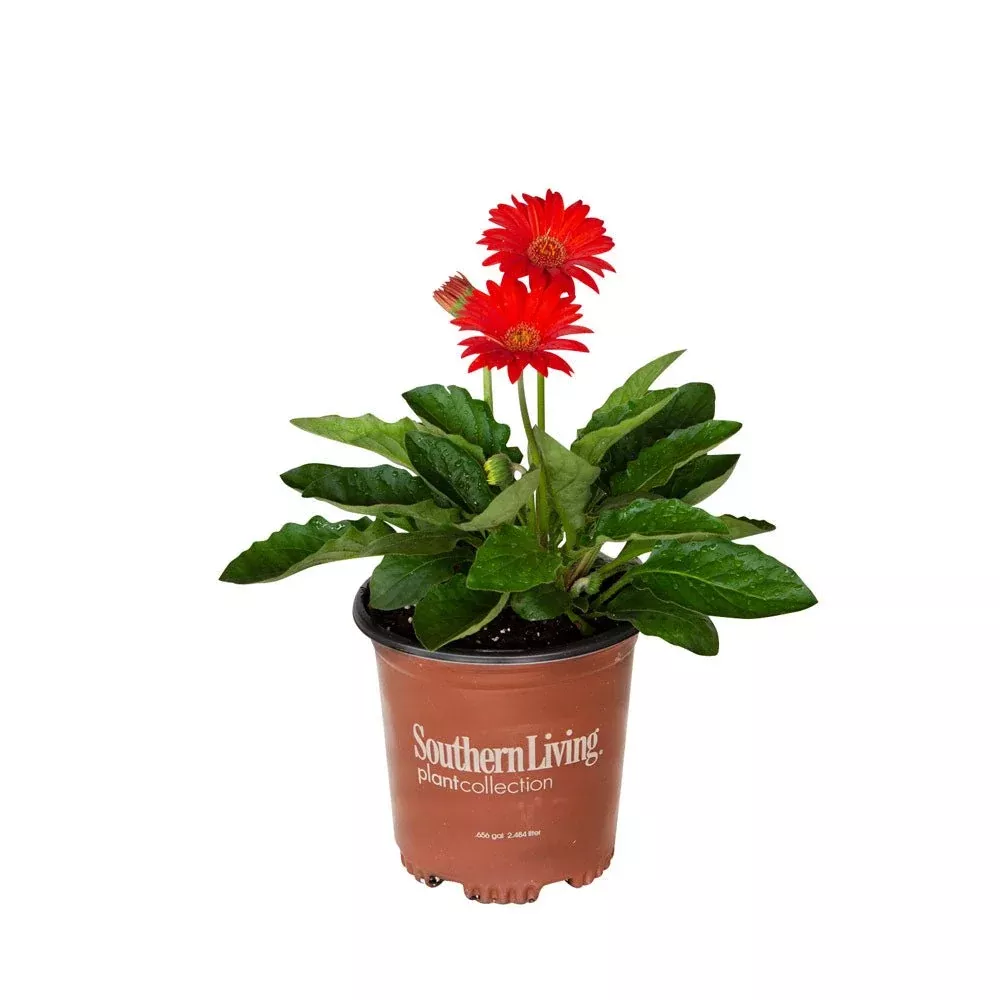 Red Garden Jewels™ Gerbera Daisy
