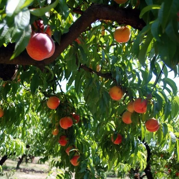Red Haven Peach Tree