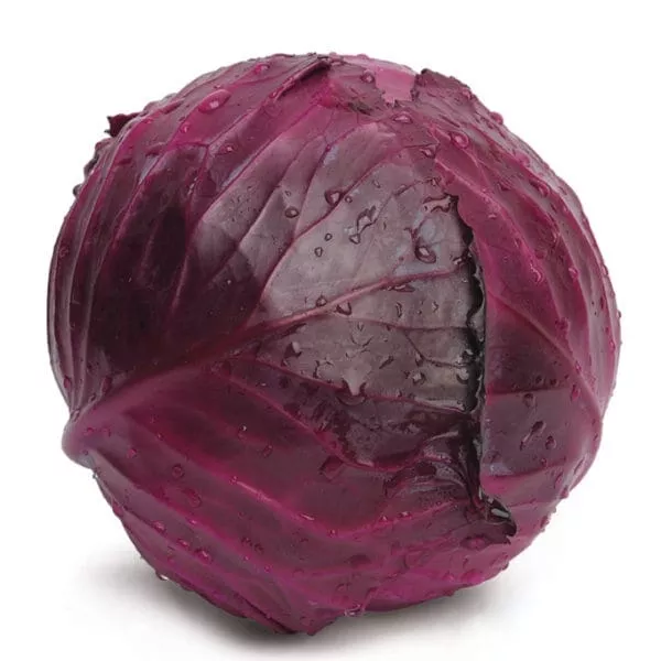 Red Jewel Hybrid Cabbage F1